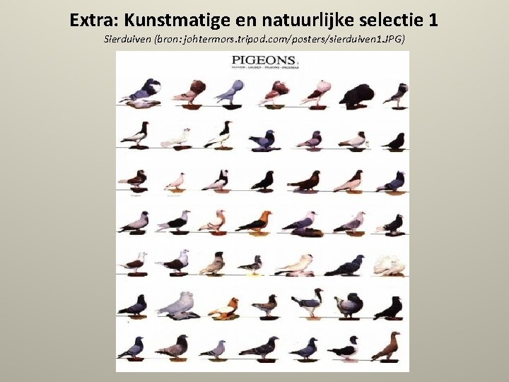 Extra: Kunstmatige en natuurlijke selectie 1 Sierduiven (bron: johtermors. tripod. com/posters/sierduiven 1. JPG) 