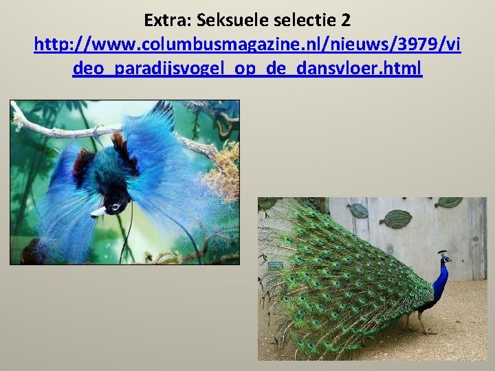 Extra: Seksuele selectie 2 http: //www. columbusmagazine. nl/nieuws/3979/vi deo_paradijsvogel_op_de_dansvloer. html 