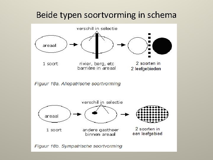 Beide typen soortvorming in schema 