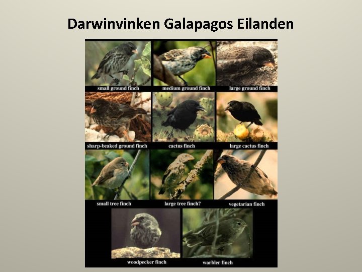 Darwinvinken Galapagos Eilanden 