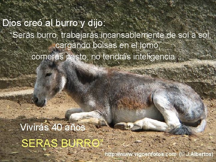 Dios creó al burro y dijo: “Serás burro, trabajarás incansablemente de sol a sol,