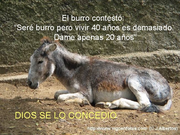 El burro contestó: “Seré burro pero vivir 40 años es demasiado. Dame apenas 20