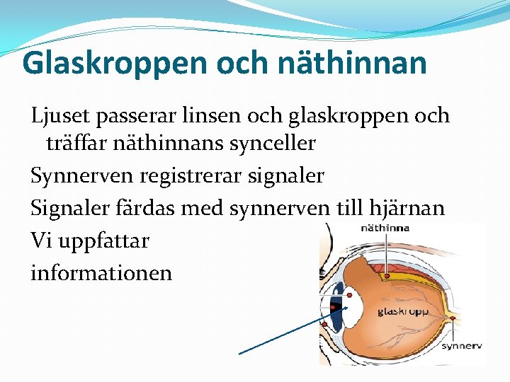 Glaskroppen och näthinnan Ljuset passerar linsen och glaskroppen och träffar näthinnans synceller Synnerven registrerar