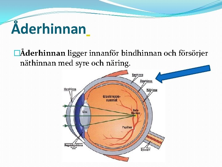 Åderhinnan �Åderhinnan ligger innanför bindhinnan och försörjer näthinnan med syre och näring. 