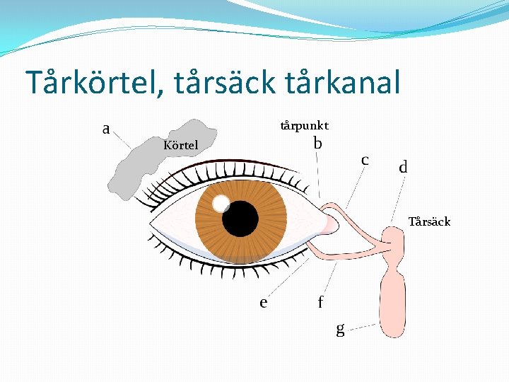 Tårkörtel, tårsäck tårkanal tårpunkt Körtel Tårsäck 