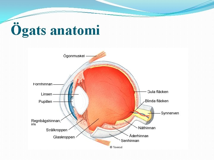 Ögats anatomi 