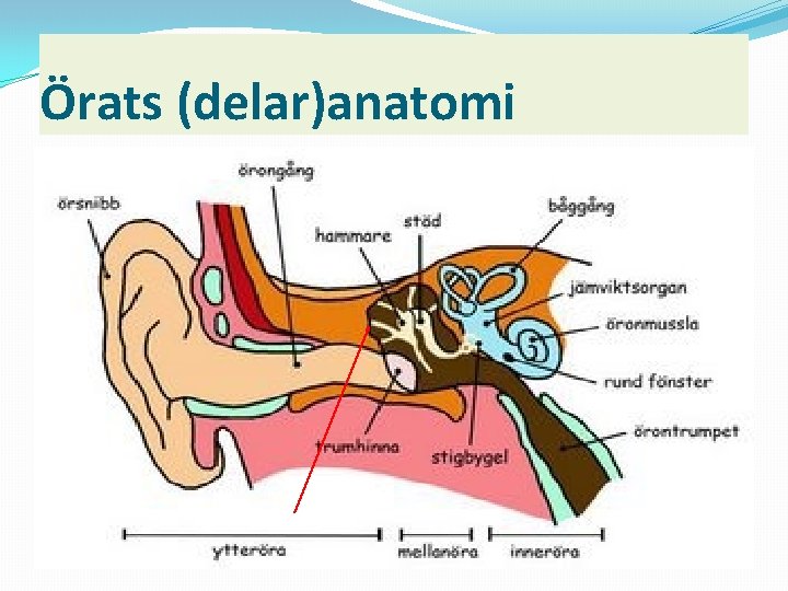 Örats (delar)anatomi 