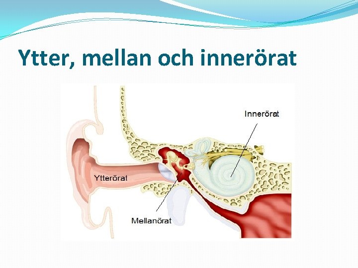 Ytter, mellan och innerörat 