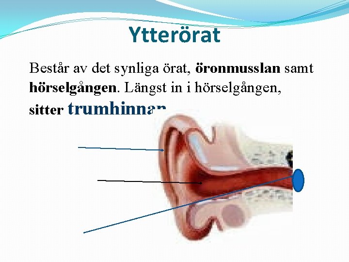 Ytterörat Består av det synliga örat, öronmusslan samt hörselgången. Längst in i hörselgången, sitter