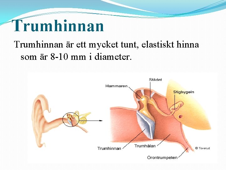 Trumhinnan är ett mycket tunt, elastiskt hinna som är 8 -10 mm i diameter.