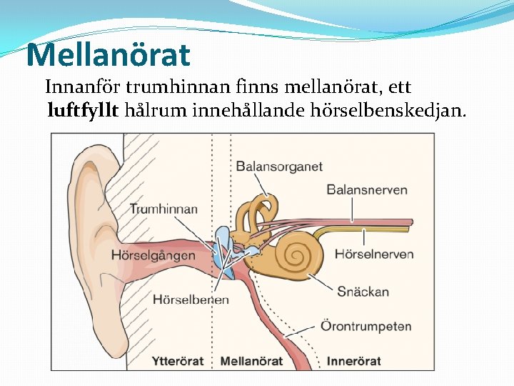 Mellanörat Innanför trumhinnan finns mellanörat, ett luftfyllt hålrum innehållande hörselbenskedjan. 