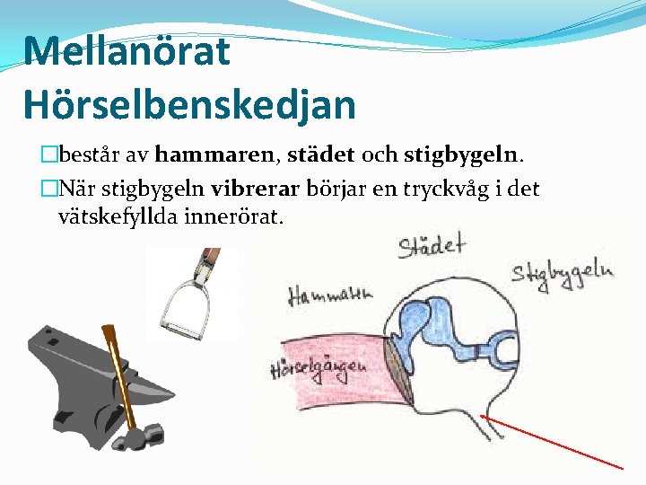 Mellanörat Hörselbenskedjan �består av hammaren, städet och stigbygeln. �När stigbygeln vibrerar börjar en tryckvåg