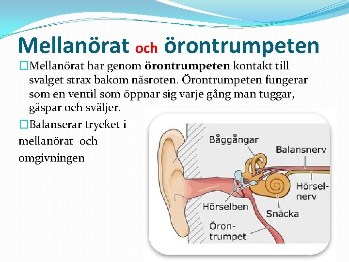 Mellanörat och örontrumpeten �Mellanörat har genom örontrumpeten kontakt till svalget strax bakom näsroten. Örontrumpeten