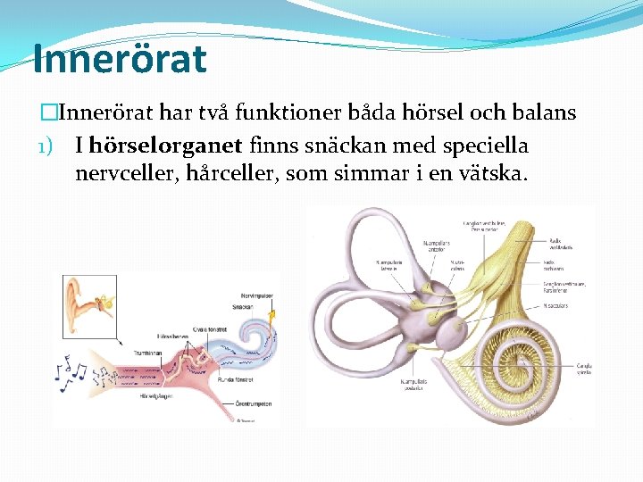 Innerörat �Innerörat har två funktioner båda hörsel och balans 1) I hörselorganet finns snäckan