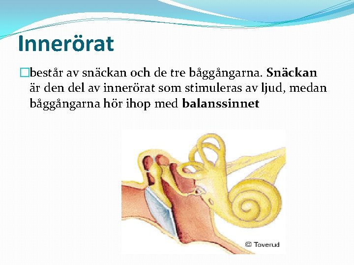 Innerörat �består av snäckan och de tre båggångarna. Snäckan är den del av innerörat