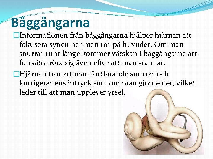 Båggångarna �Informationen från båggångarna hjälper hjärnan att fokusera synen när man rör på huvudet.