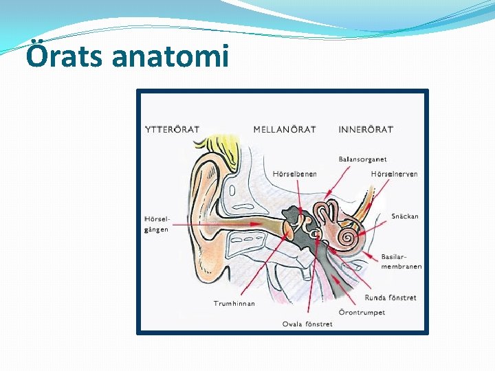 Örats anatomi 