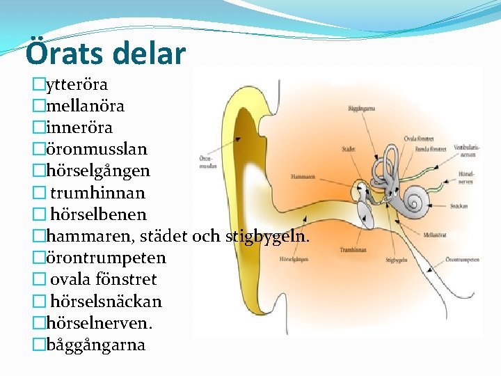 Örats delar �ytteröra �mellanöra �inneröra �öronmusslan �hörselgången � trumhinnan � hörselbenen �hammaren, städet och