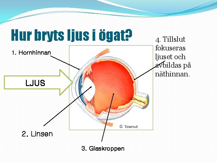 Hur bryts ljus i ögat? 1. Hornhinnan LJUS 2. Linsen 3. Glaskroppen 4. Tillslut