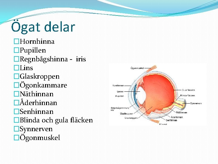 Ögat delar �Hornhinna �Pupillen �Regnbågshinna - iris �Lins �Glaskroppen �Ögonkammare �Näthinnan �Åderhinnan �Senhinnan �Blinda