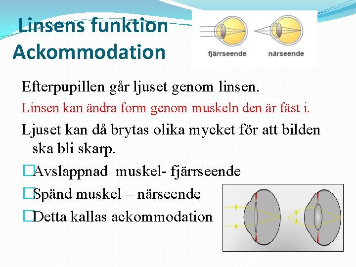  Linsens funktion Ackommodation Efterpupillen går ljuset genom linsen. Linsen kan ändra form genom