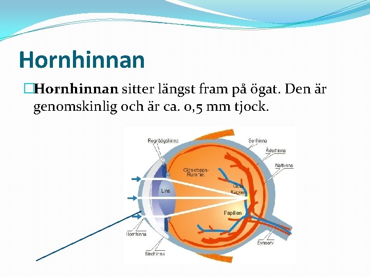 Hornhinnan �Hornhinnan sitter längst fram på ögat. Den är genomskinlig och är ca. 0,
