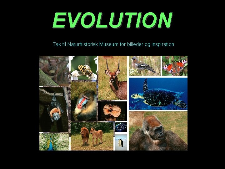 EVOLUTION Tak til Naturhistorisk Museum for billeder og inspiration 