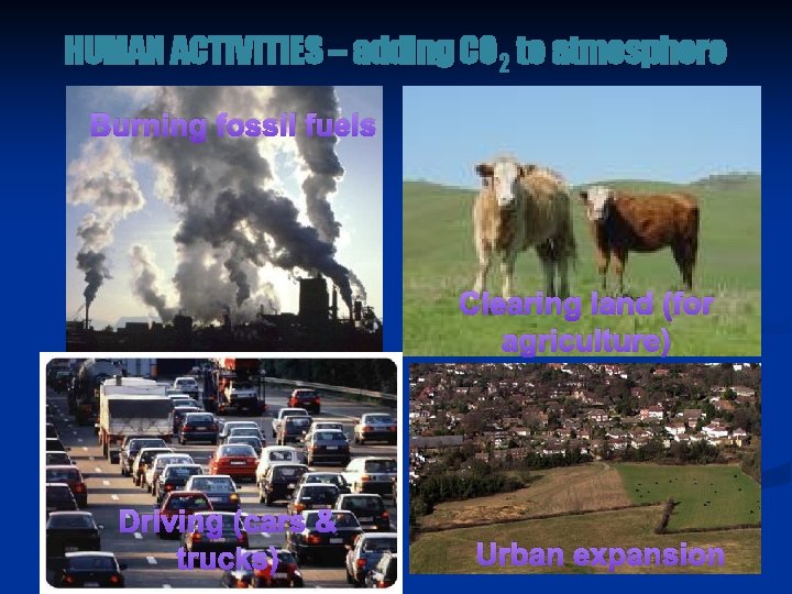 HUMAN ACTIVITIES – adding CO 2 to atmosphere Burning fossil fuels Clearing land (for