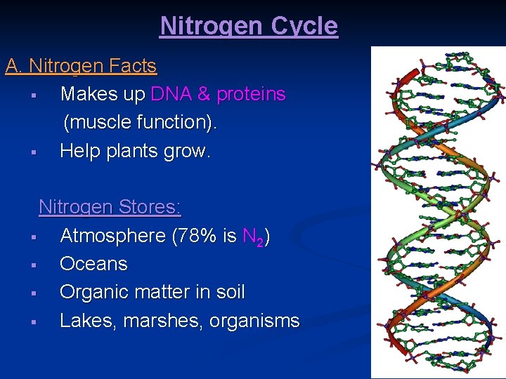 Nitrogen Cycle A. Nitrogen Facts § Makes up DNA & proteins (muscle function). §