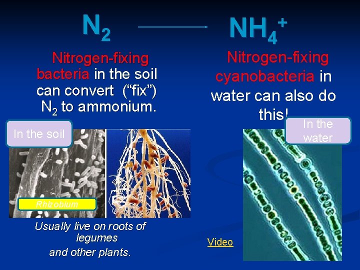 N 2 Nitrogen-fixing bacteria in the soil can convert (“fix”) N 2 to ammonium.