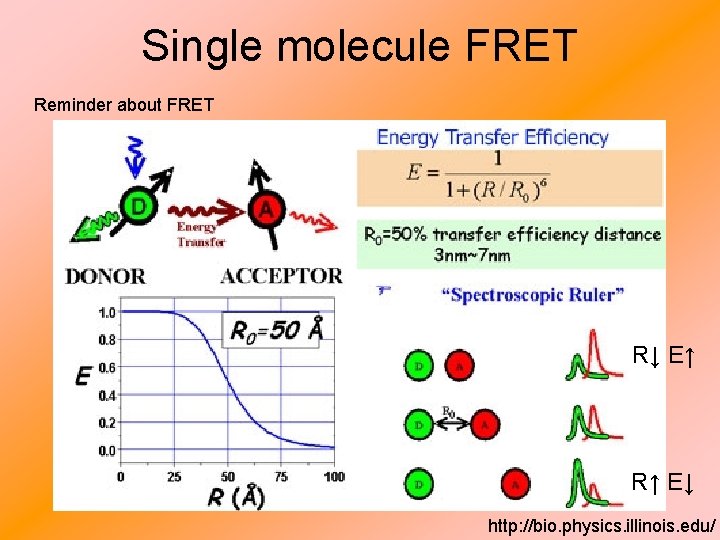 Single molecule FRET Reminder about FRET R↓ E↑ R↑ E↓ http: //bio. physics. illinois.