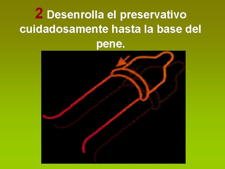 2 Desenrolla el preservativo cuidadosamente hasta la base del pene. 