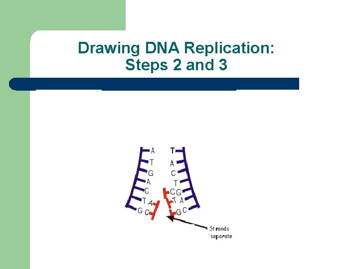 Drawing DNA Replication: Steps 2 and 3 