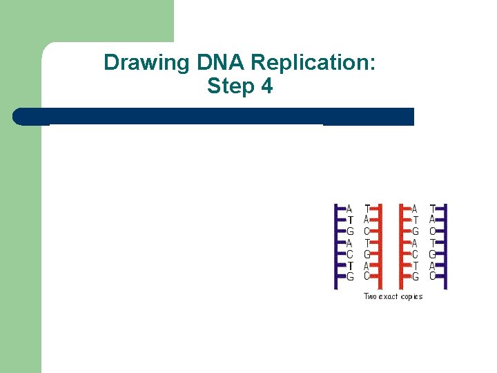 Drawing DNA Replication: Step 4 