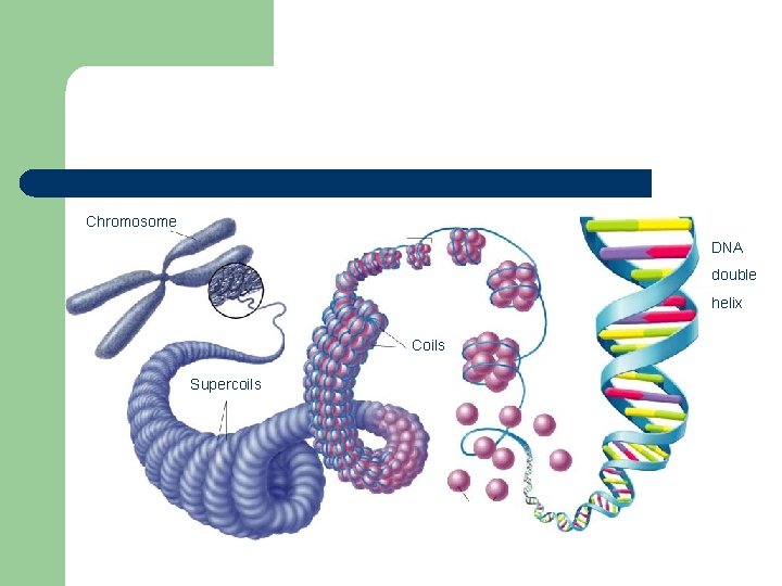 Section 12 -2 Chromosome Nucleosome DNA double helix Coils Supercoils Histones 