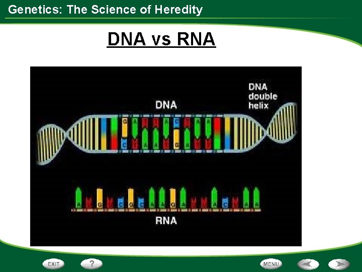 Genetics: The Science of Heredity DNA vs RNA 