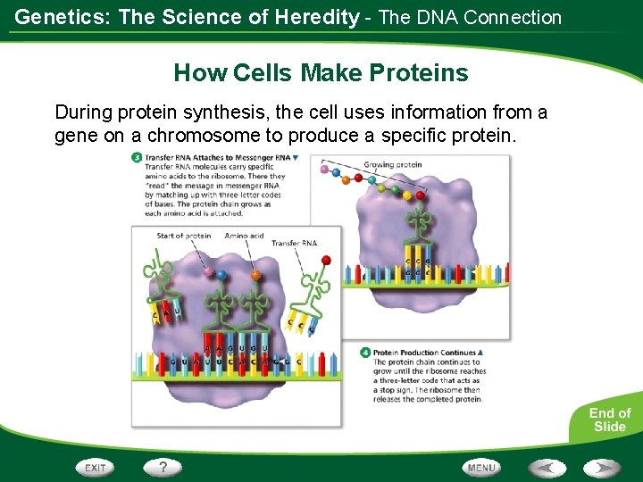 Genetics: The Science of Heredity - The DNA Connection How Cells Make Proteins During