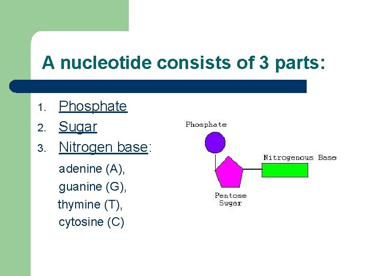 A nucleotide consists of 3 parts: 1. 2. 3. Phosphate Sugar Nitrogen base: adenine