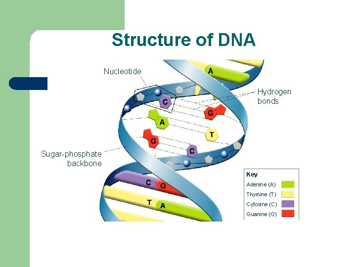 Section 12 -1 Structure of DNA Nucleotide Hydrogen bonds Sugar-phosphate backbone Key Adenine (A)