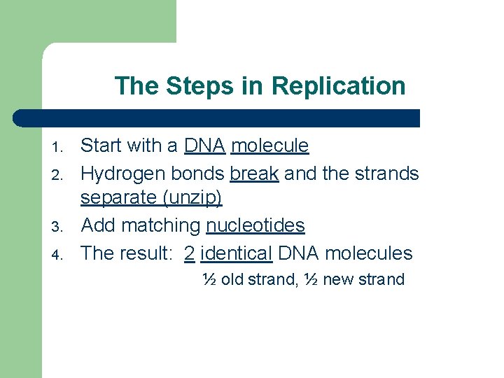 The Steps in Replication 1. 2. 3. 4. Start with a DNA molecule Hydrogen