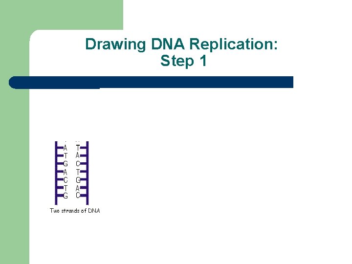 Drawing DNA Replication: Step 1 