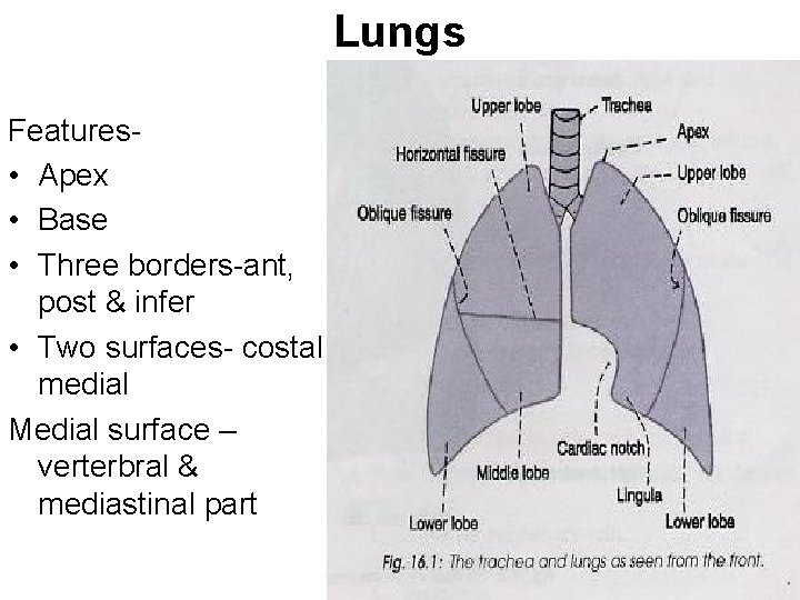 Lungs Features • Apex • Base • Three borders-ant, post & infer • Two