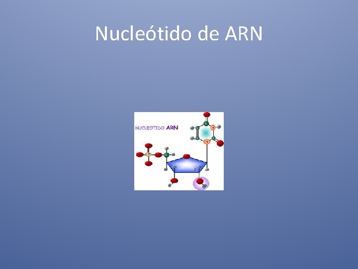 Nucleótido de ARN 