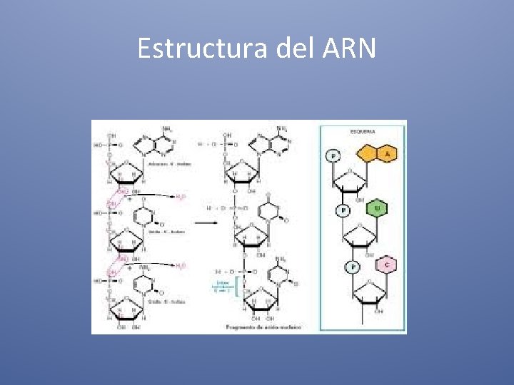 Estructura del ARN 