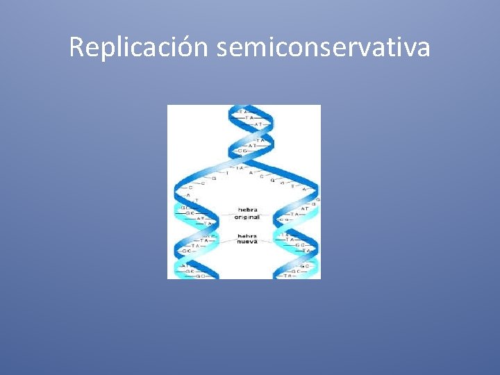 Replicación semiconservativa 