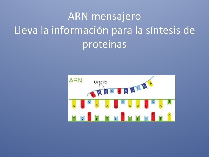 ARN mensajero Lleva la información para la síntesis de proteínas 
