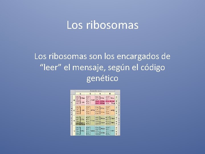 Los ribosomas son los encargados de “leer” el mensaje, según el código genético 