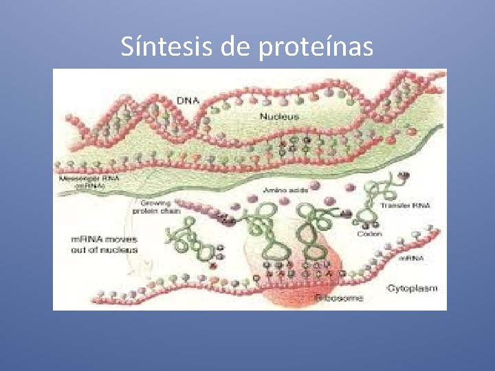 Síntesis de proteínas 
