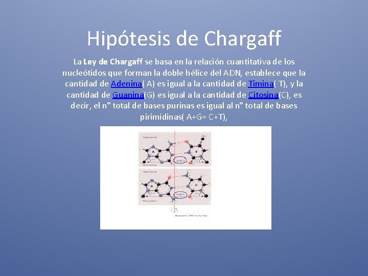 Hipótesis de Chargaff La Ley de Chargaff se basa en la relación cuantitativa de