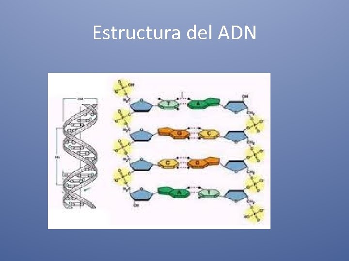 Estructura del ADN 